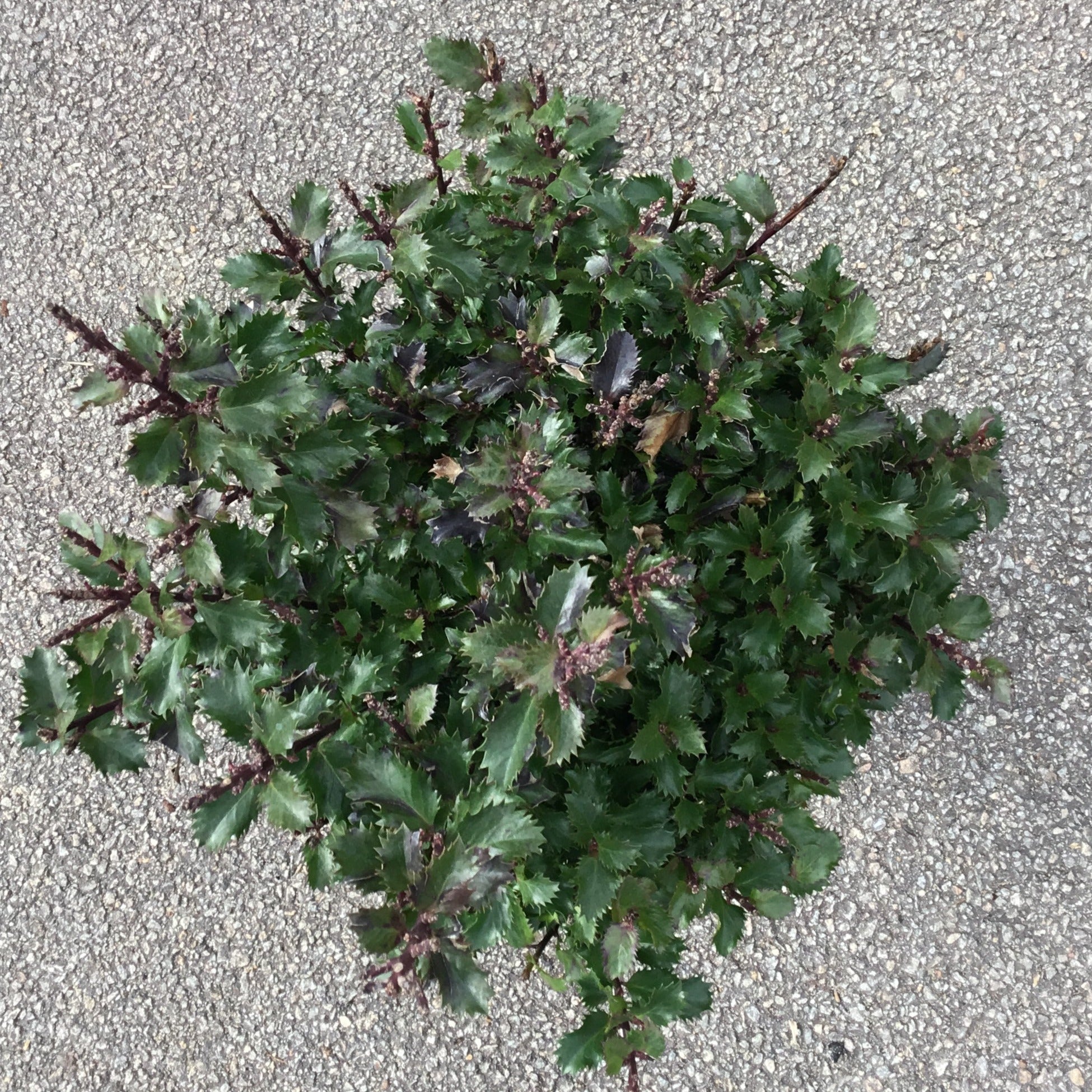 Ilex Meserveae Magical Little Rascal - Houx nain - Volume 3L / 30-50cm