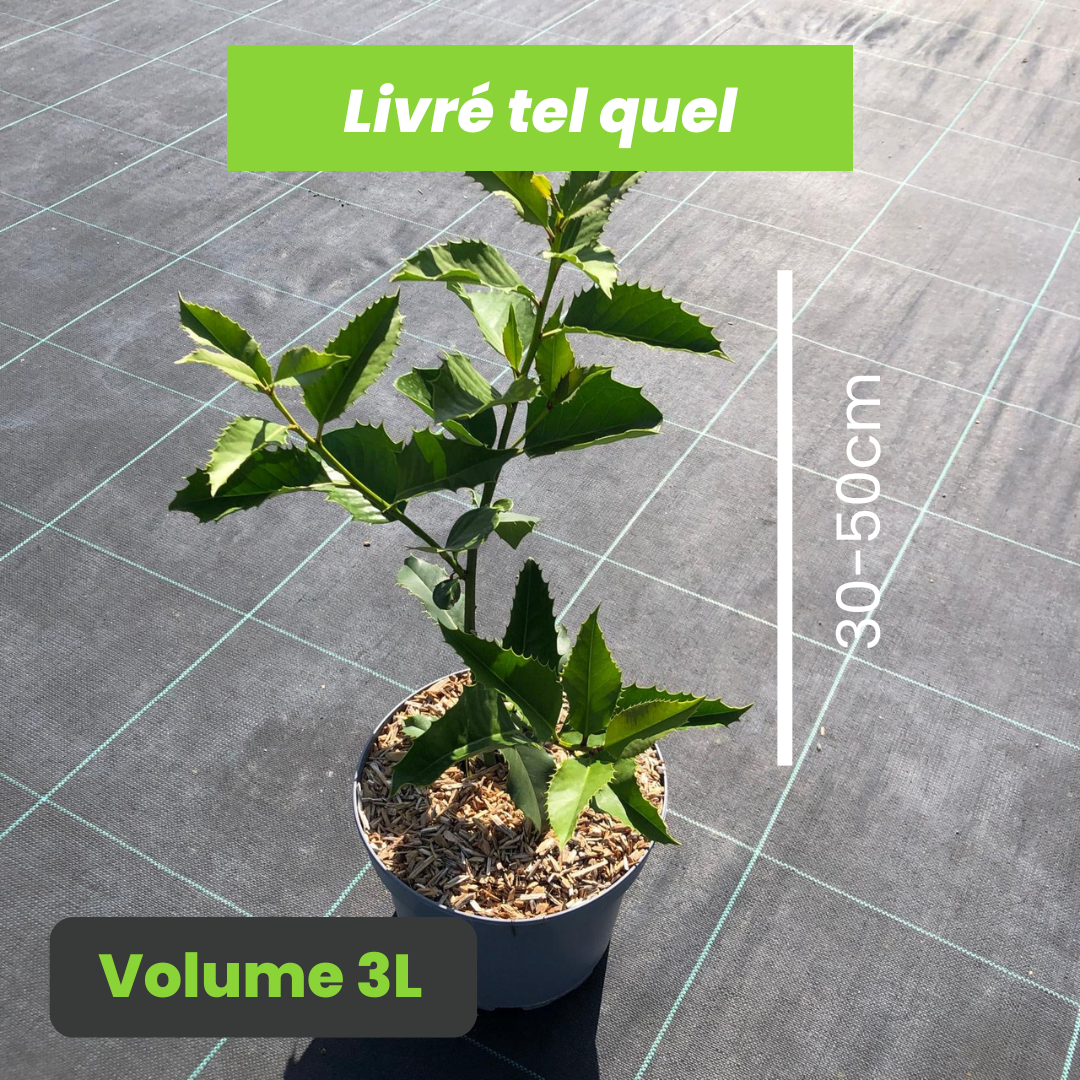 Ilex Aquifolium Castaneifolia - Houx à feuilles de châtaignier - Volume 3L / 30-50cm
