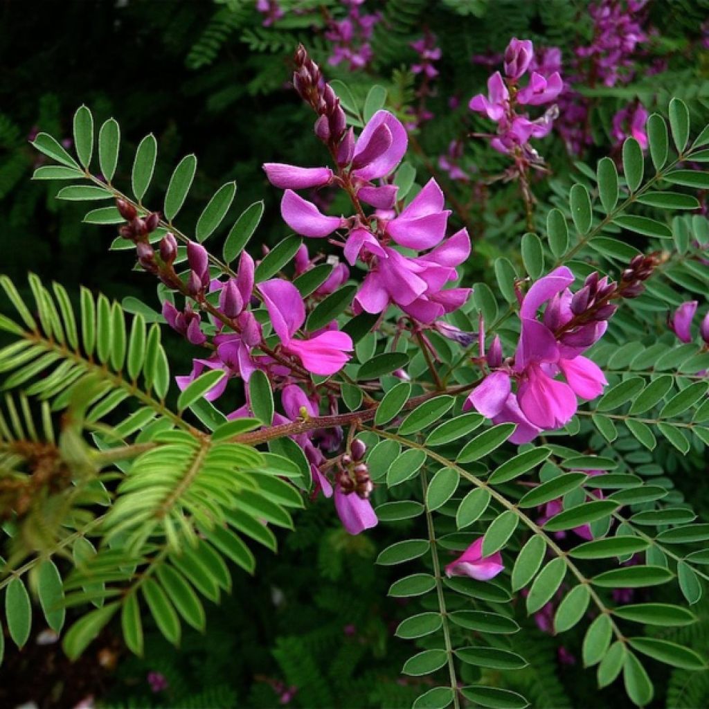 Indigofera Heterantha - Indigotier rose - Volume 3L / 30-50cm