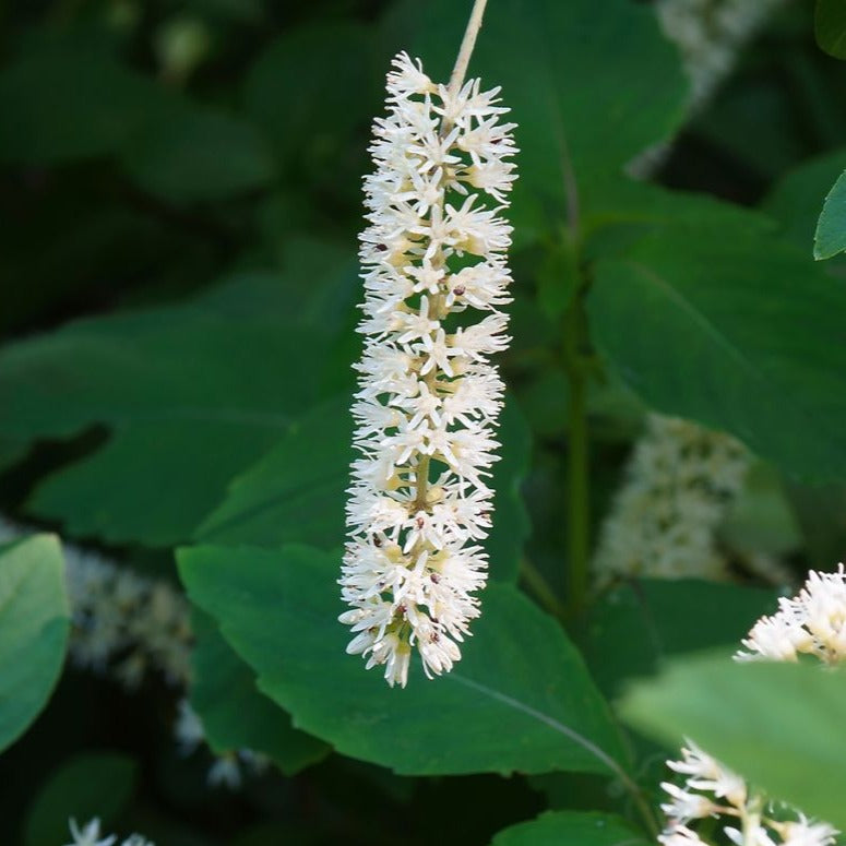 Itea Virginica Love Child - Itéa de Virginie - Volume 3L / 30-40cm