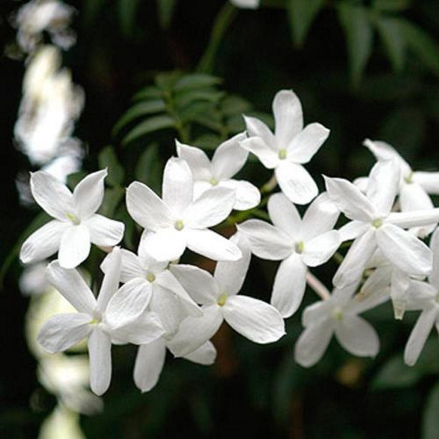 Jasminum Officinalis - Jasmin Officinal - Volume 3L / 40-60cm