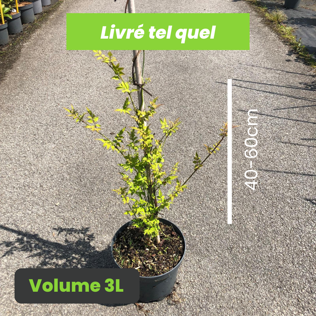 Jasminum Officinalis - Jasmin Officinal - Volume 3L / 40-60cm