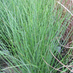 Juncus Inflexus Blue Dart - Jonc Glauque Blue Dart - Volume 3L / 20-30cm