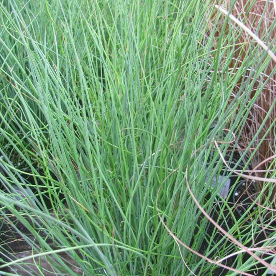 Juncus Inflexus Blue Dart - Jonc Glauque Blue Dart - Volume 3L / 20-30cm