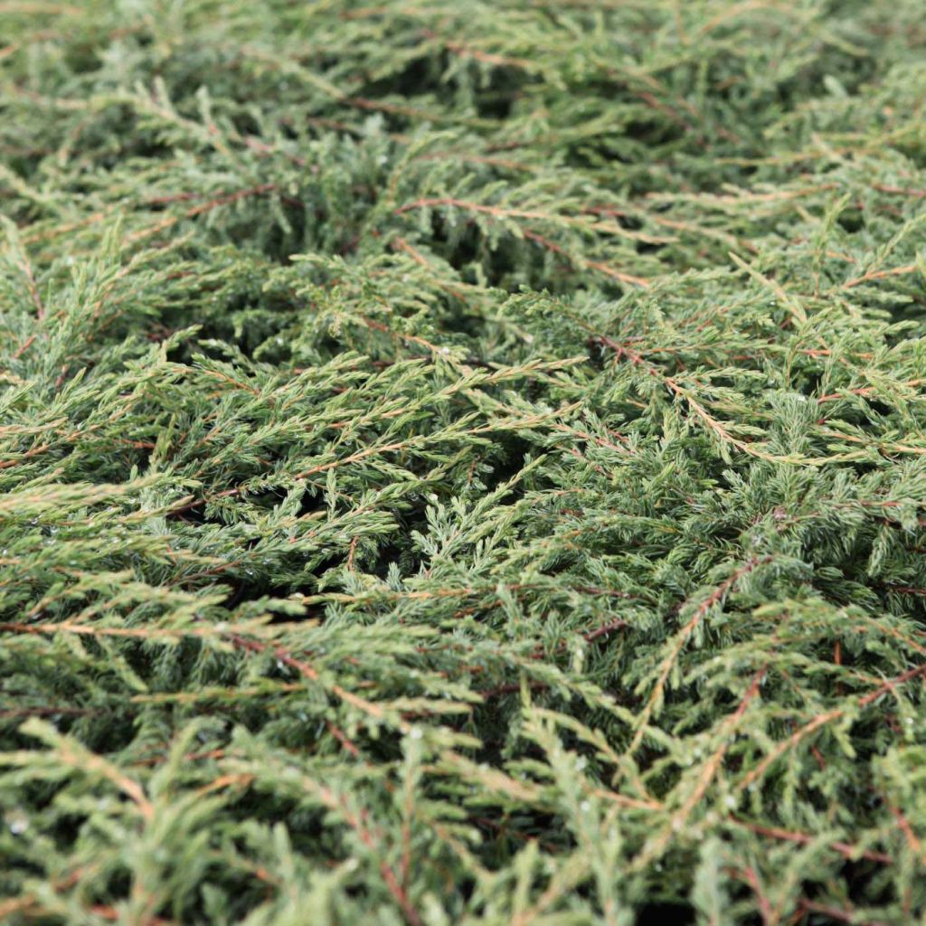 Juniperus Communis Repanda - Genévrier Commun - Volume 3L / 30-40cm