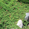 Juniperus Procumbens Nana - Genévrier Rampant - Volume 3L / 30-40cm