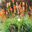 Kniphofia Uvaria Grandiflora - Tison de Satan - Volume 3L / 30-40cm