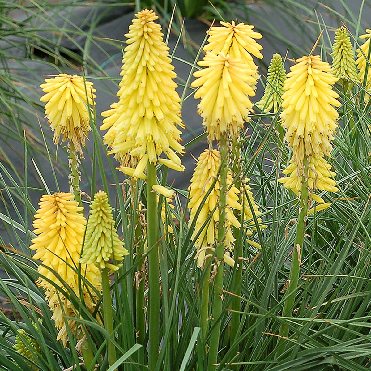 Kniphofia Poco Yellow - Tison de Satan - Volume 3L / 20-40cm