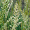 Koeleria Glauca - Koélérie Bleue - Volume 3L / 15-20cm