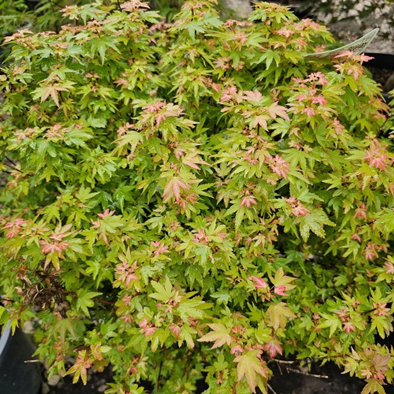 Acer Palmatum Koto Maru - Érable du Japon - Volume 3L / 30_40cm