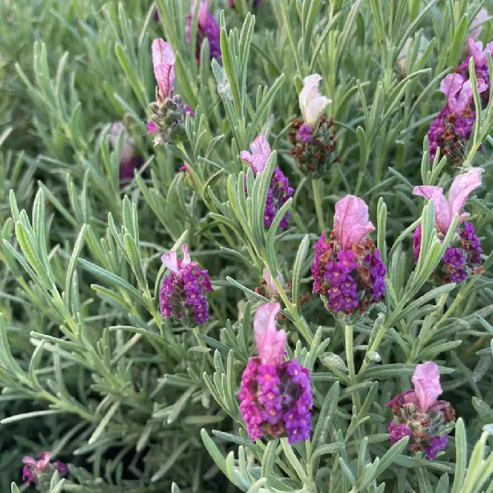 Lavandula Stoechas tiara - Lavande papillon - Volume 3L / 30-40cm