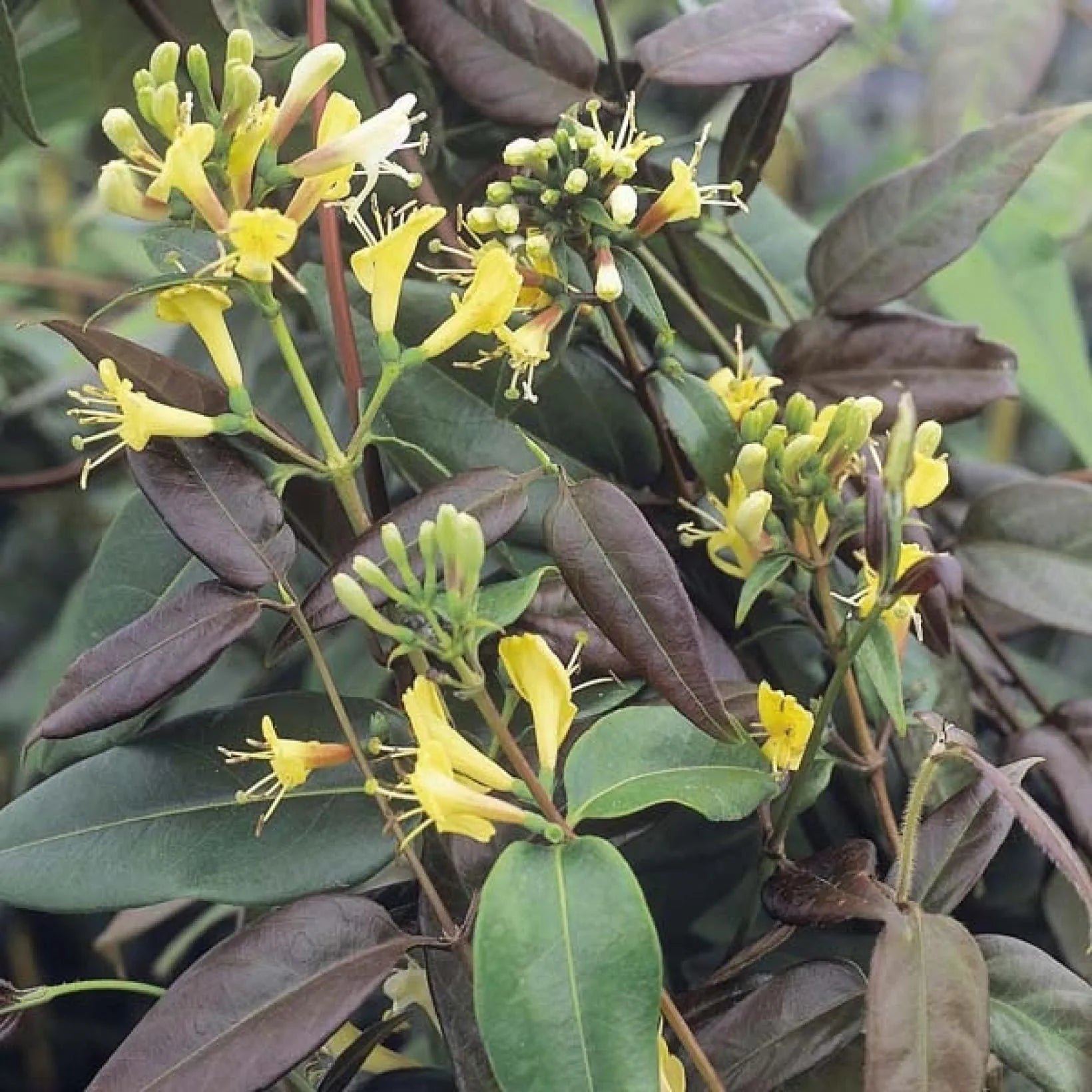 Lonicera Henryi Copper Beauty - Chèvrefeuille de Henry - Volume 3L / 50-70cm