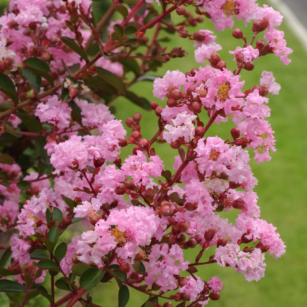Lagerstroemia Indica Berlingot Menthe - Lilas des Indes - Volume 3L / 30-50cm