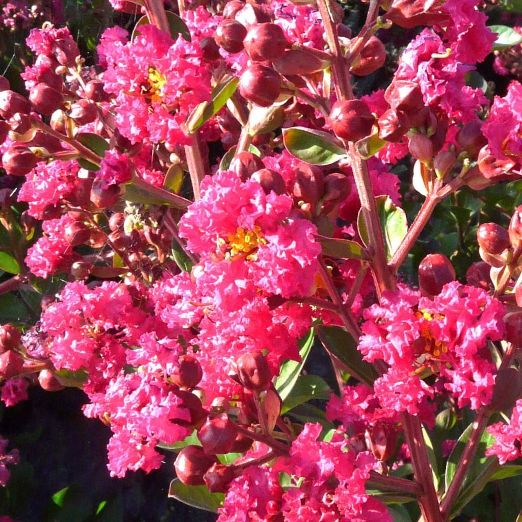 Lagerstroemia Indica Fuchsia d'Été - Lilas des Indes - Volume 3L / 30-50cm