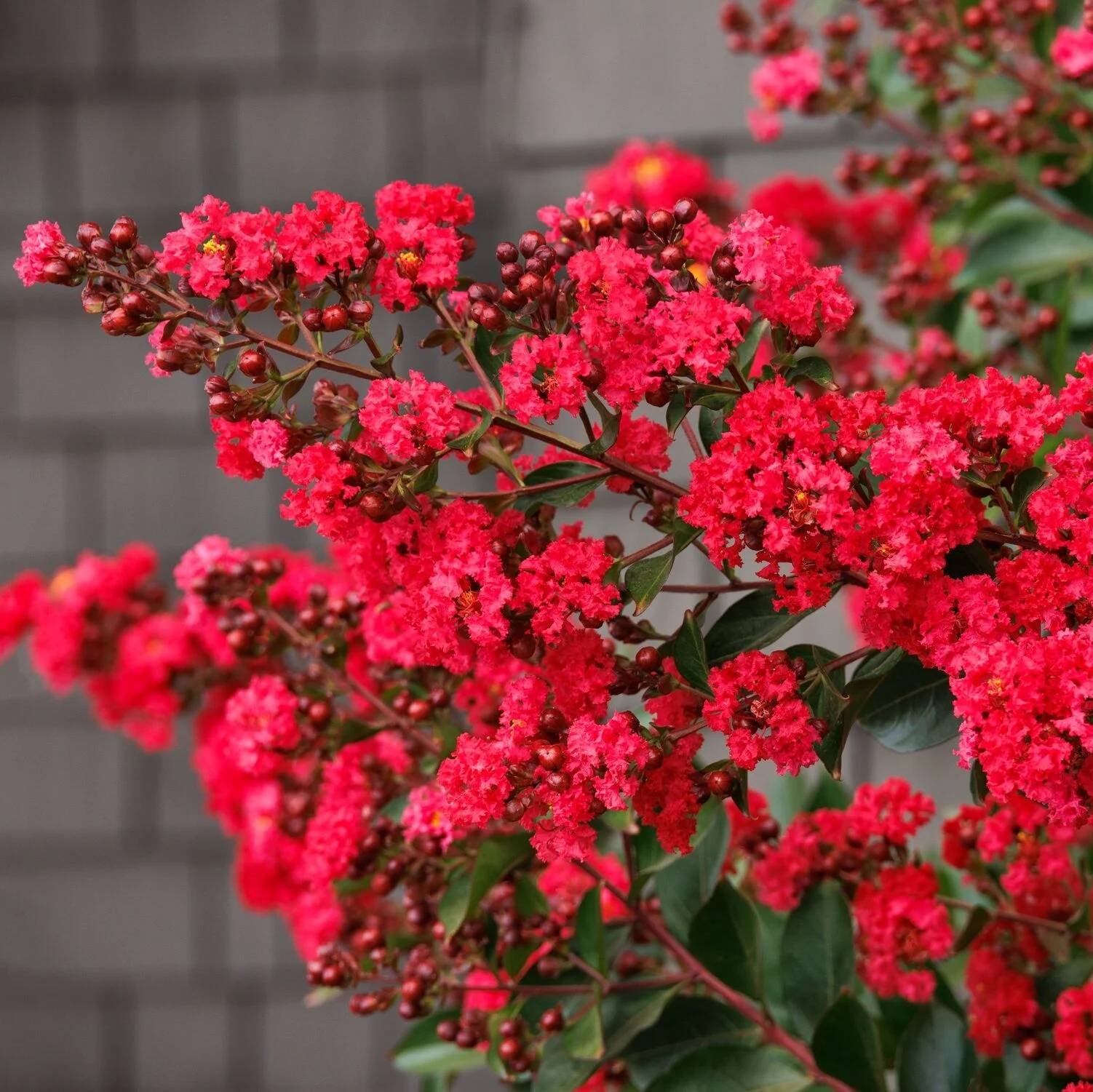 Lagerstroemia Enduring Red Piilag - Lilas des Indes Enduring Red - Volume 3L / 30-50cm