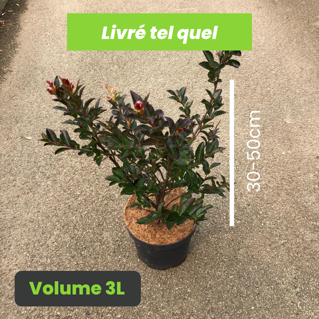 Lagerstroemia Enduring Red Piilag - Lilas des Indes Enduring Red - Volume 3L / 30-50cm