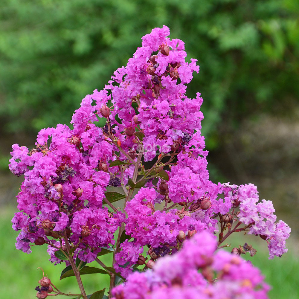 Lagerstroemia Indica Violet d'Été - Lilas des Indes - Volume 3L / 30-50cm