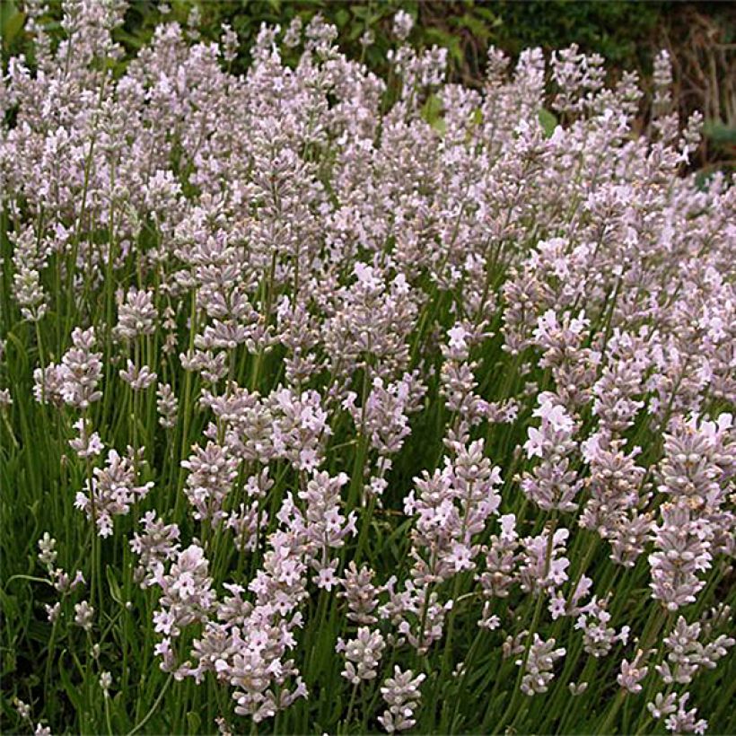 Lavandula Angustifolia Rosea - Lavande vraie - Volume 3L / 20-30cm
