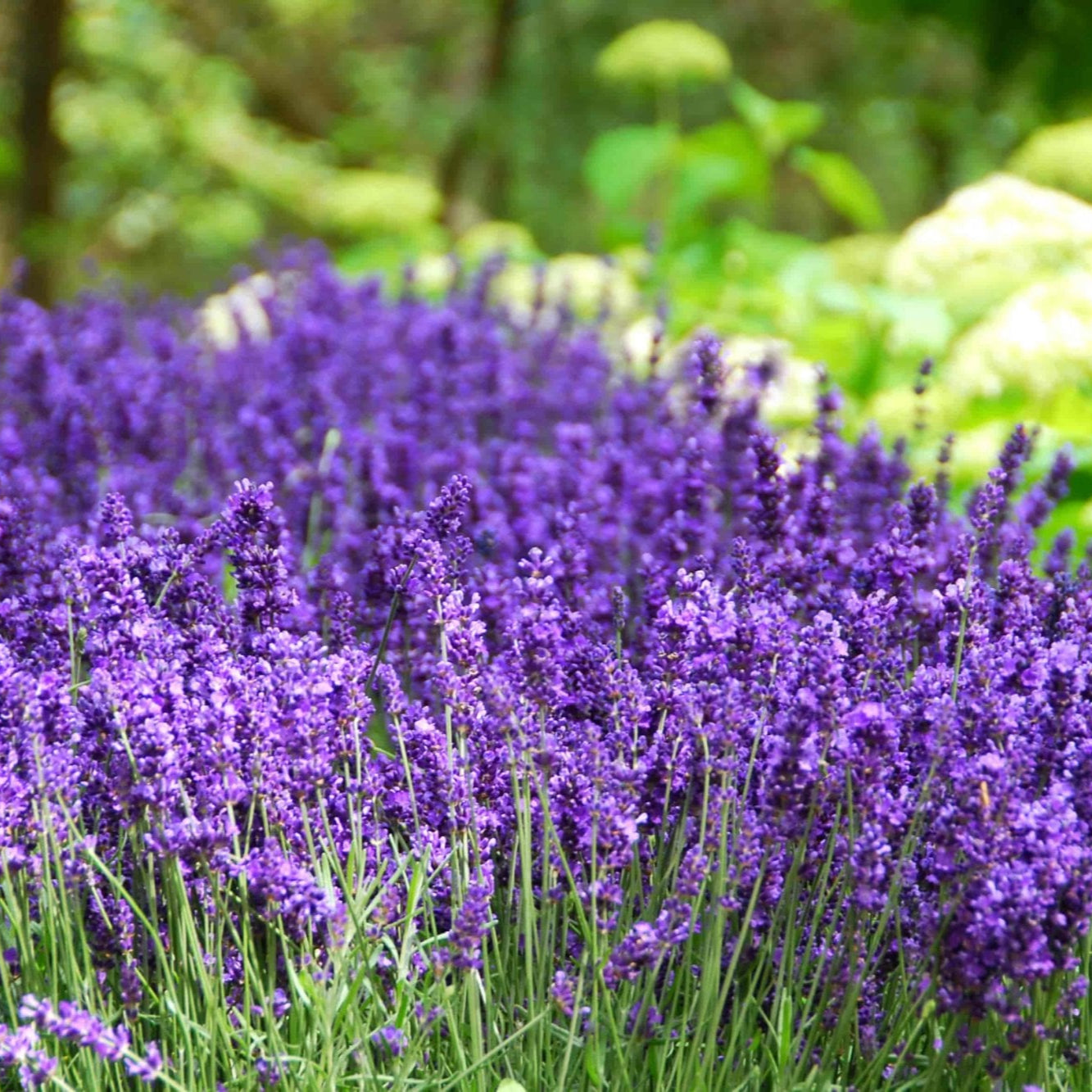 Lavandula angustifolia "hidcote" - Volume 3L / 30-40cm