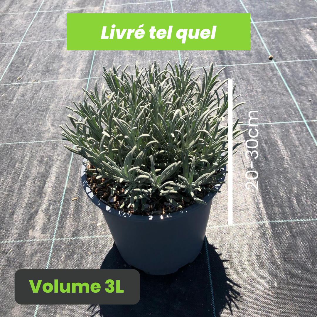 Lavandula x Intermedia Phenomenal - Lavandin Phenomenal - Volume 3L / 20-30cm