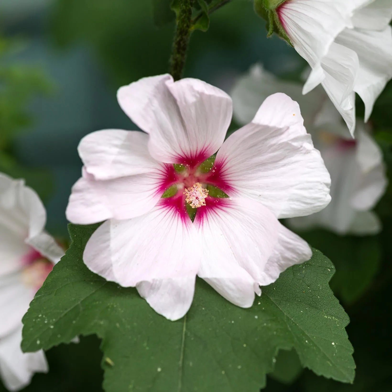 Lavatera Blushing Bride - Volume 4L / 30-50cm