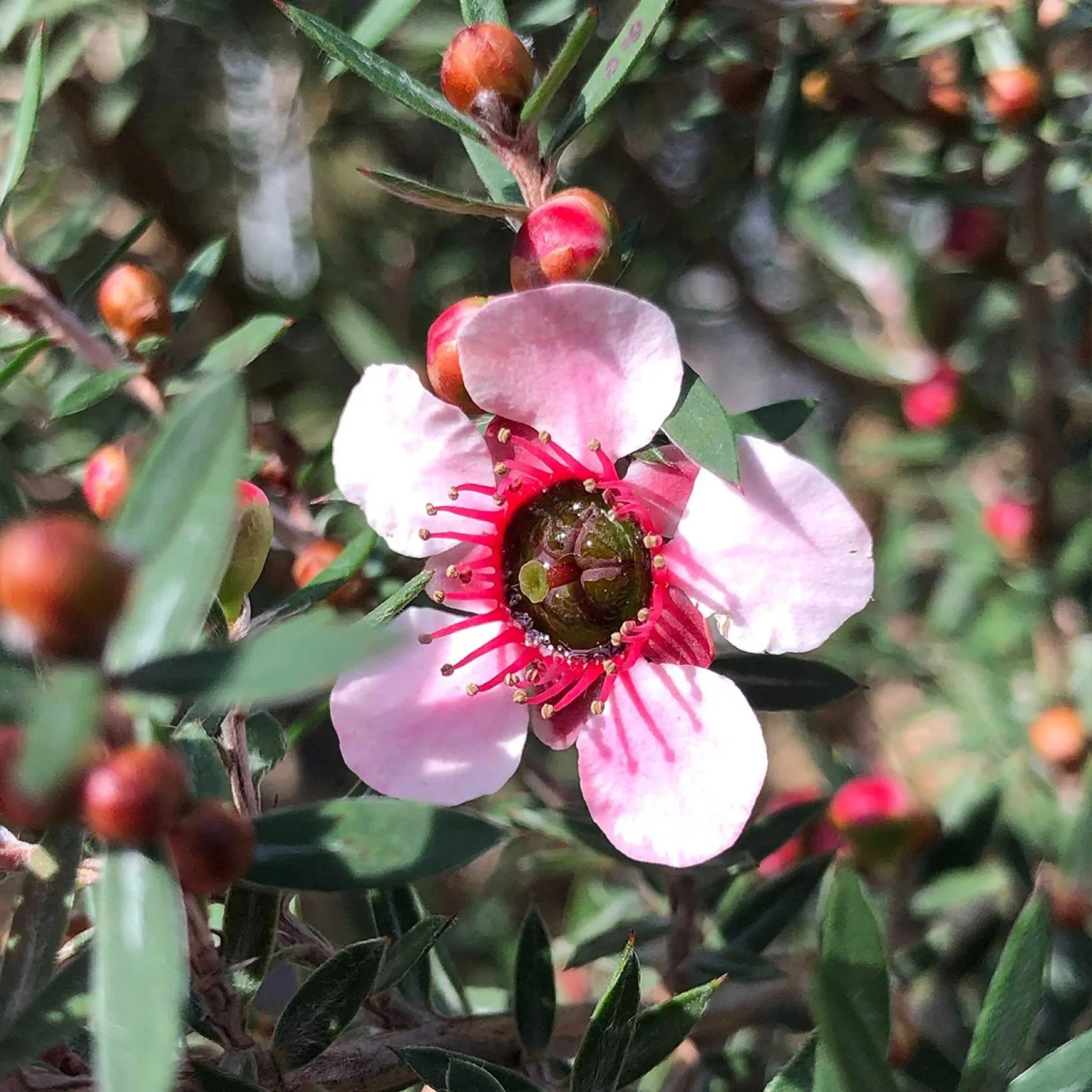Leptospermum Martini - Arbre à Thé - Volume 3L / 30-50cm