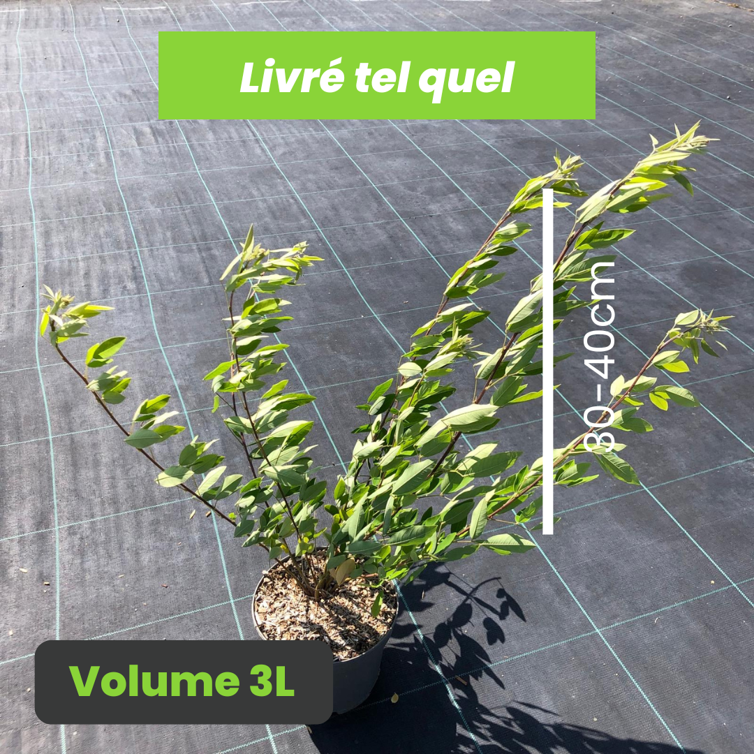 Lespedeza Thunbergii - Trèfle en arbre - Volume 3L / 30-40cm