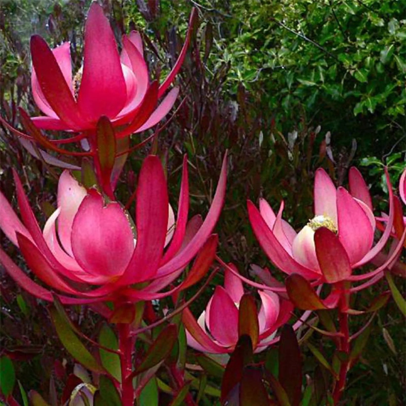 Leucadendron Salignum Fire Glow - Volume 4L / 20-30cm