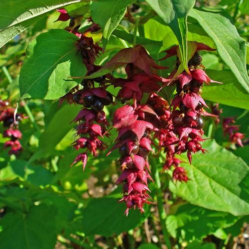 Leycesteria Formosa Golden Lanterns - Arbre aux faisans - Volume 3L / 30-50cm