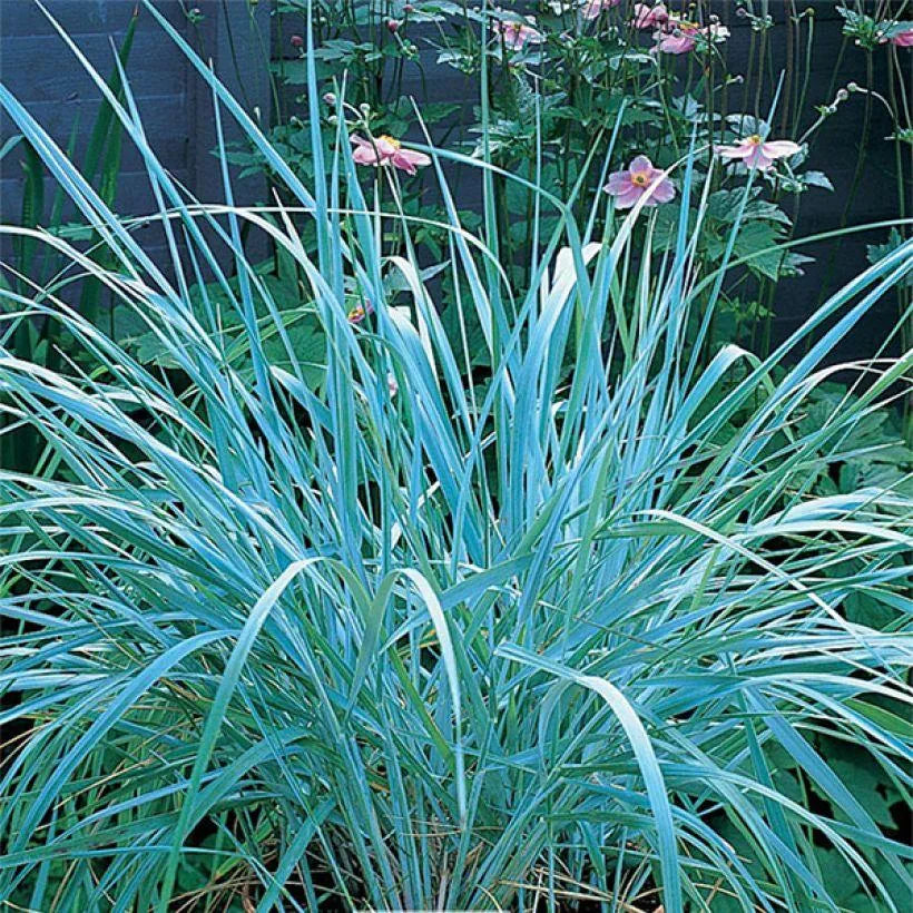 Leymus Arenarius - Blé d'Azur - Volume 3L / 30-50cm