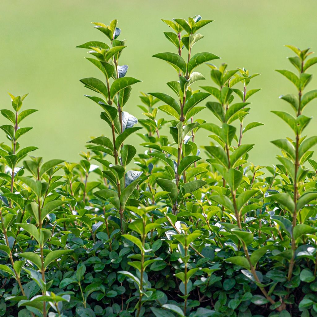 Ligustrum Ovalifolium 'Green Diamond' - Troène de Californie - Volume 3L / 40-60cm