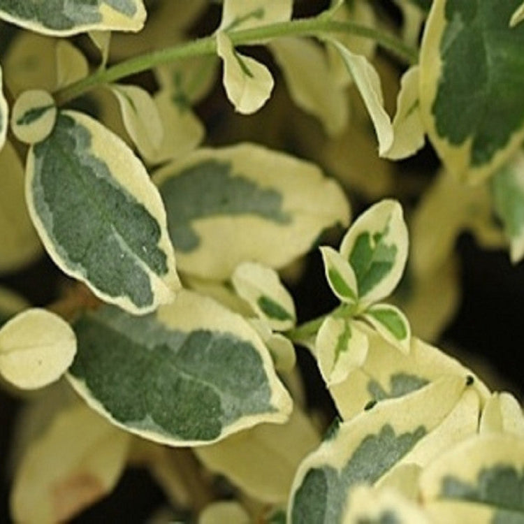 Ligustrum Ibota Musli Muster - Volume 4L / 40-60cm