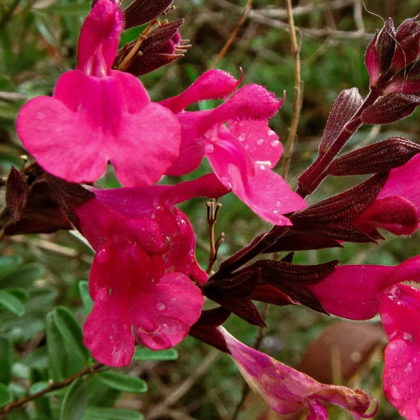 Salvia Greggii Lipstick - Volume 3L / 30-50cm