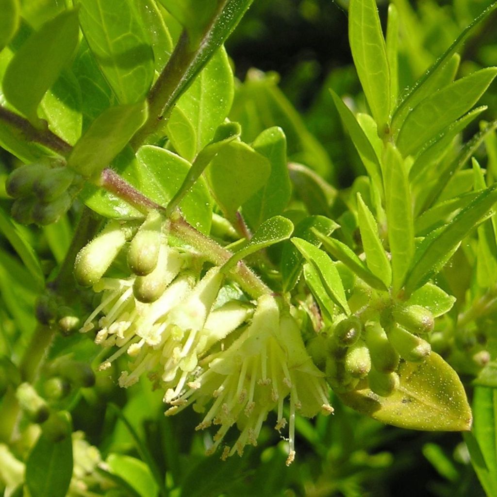 Lonicera Pileata - Chèvrefeuille à cupule - Volume 3L / 30-40cm