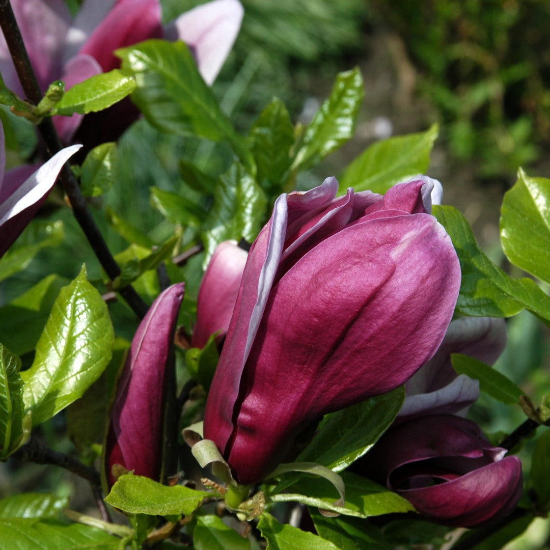 Magnolia Liliflora Nigra - Magnolia à fleurs de lys Nigra - Volume 3L / 30-50cm