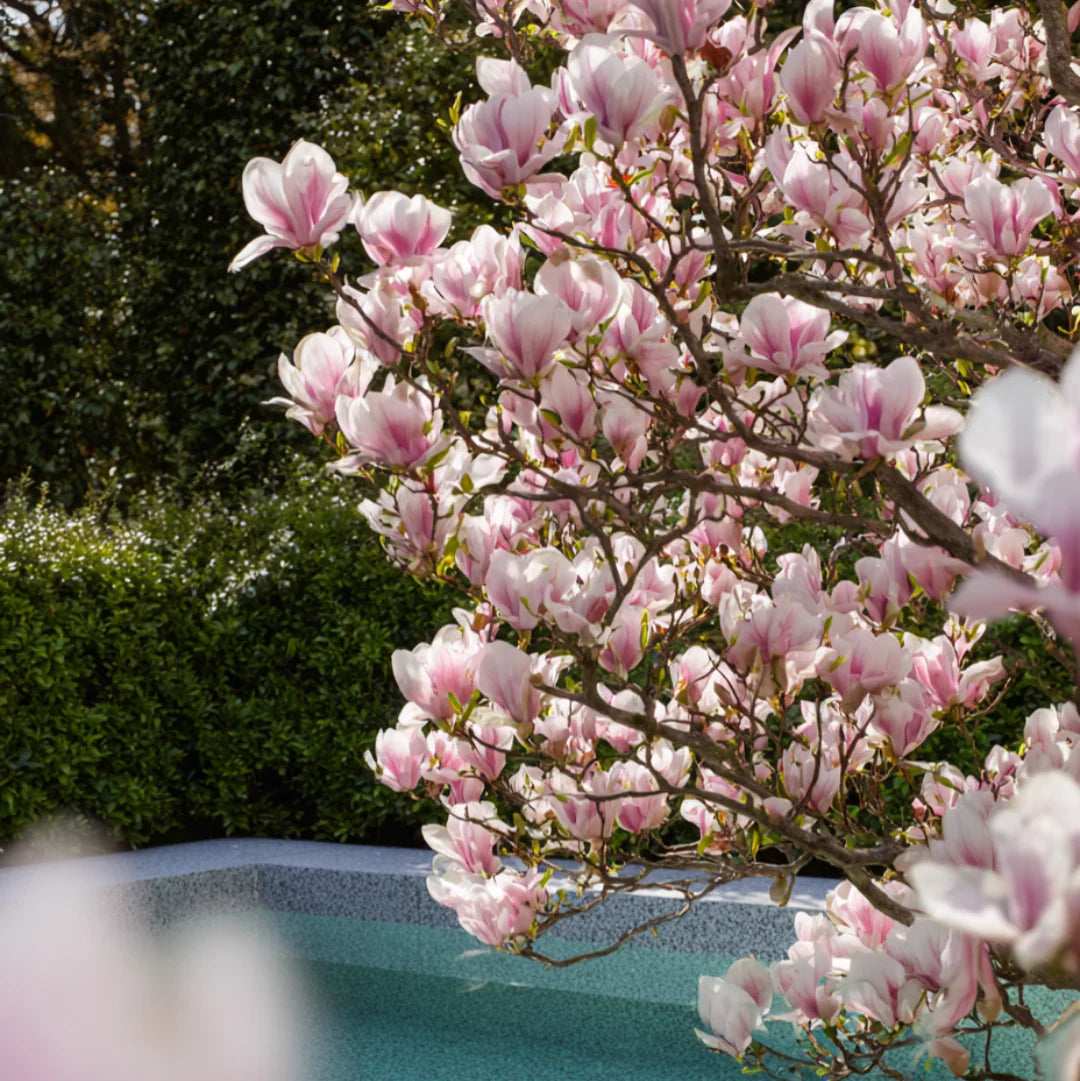 Magnolia Soulangeana - Magnolia de Soulange - Volume 3L / 30-50cm