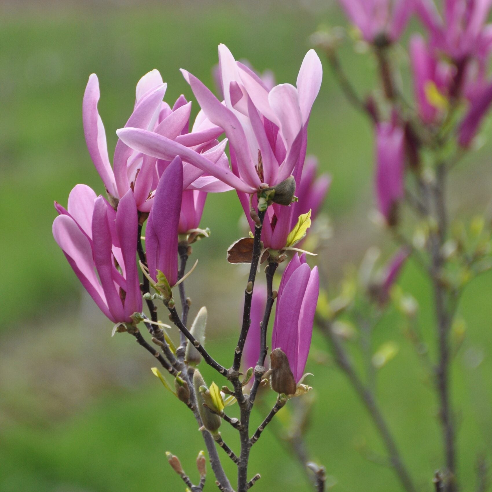 Magnolia Susan - Volume 3L / 30-50cm