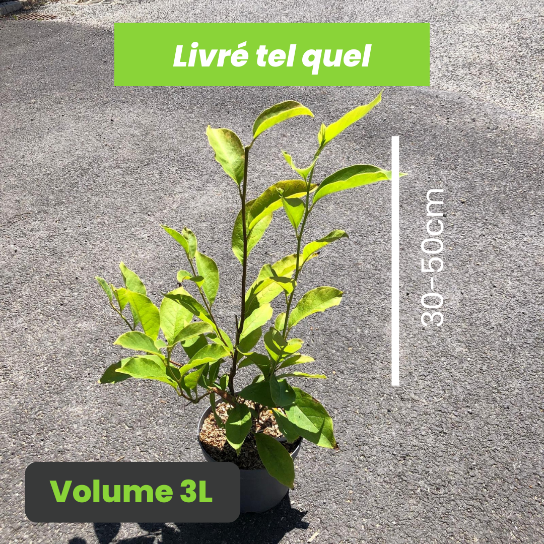 Magnolia Soulangeana - Magnolia de Soulange - Volume 3L / 30-50cm