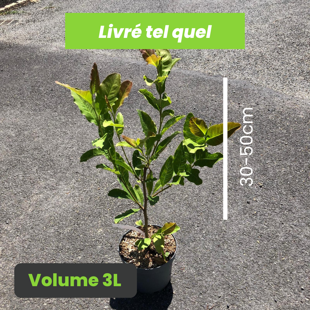 Magnolia Stellata Royal Star - Magnolia étoilé Royal Star - Volume 3L / 30-50cm