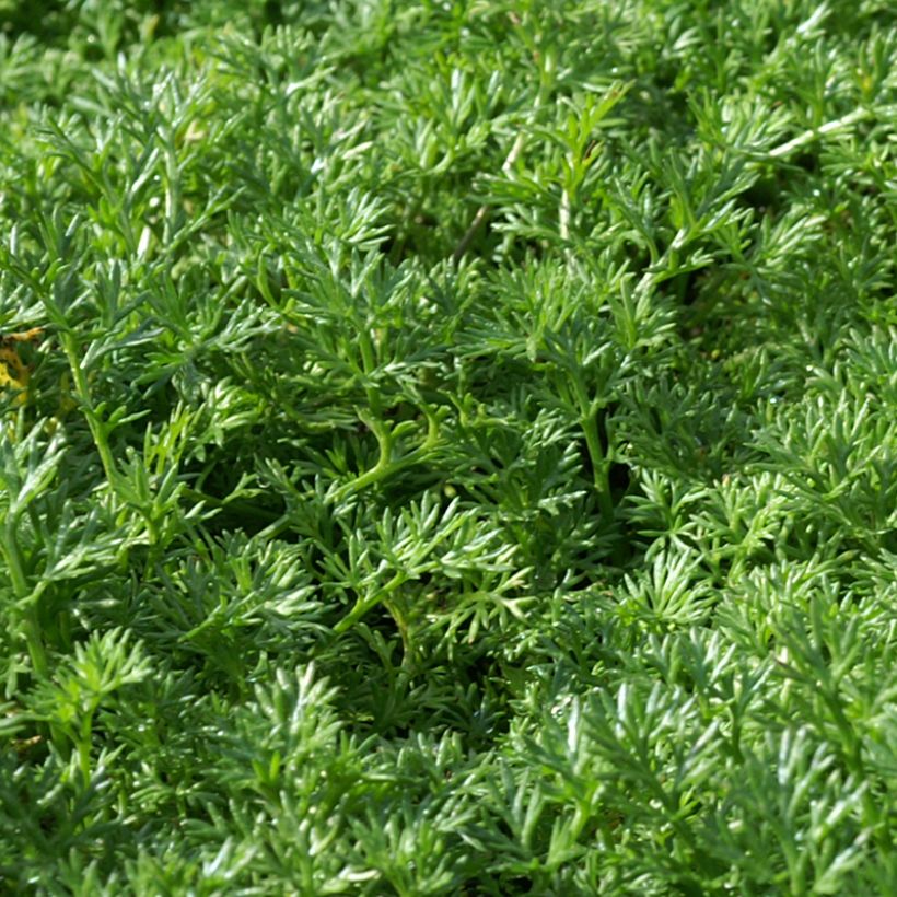 Matricaria Tchihatchewii - Pyrèthre Gazonnant - Volume 3L / 20-30cm