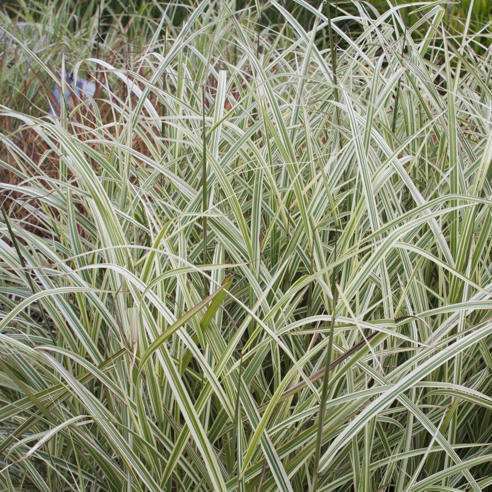 Miscanthus Sinensis Variegatus - Roseau de Chine - Volume 3L / 40-60cm