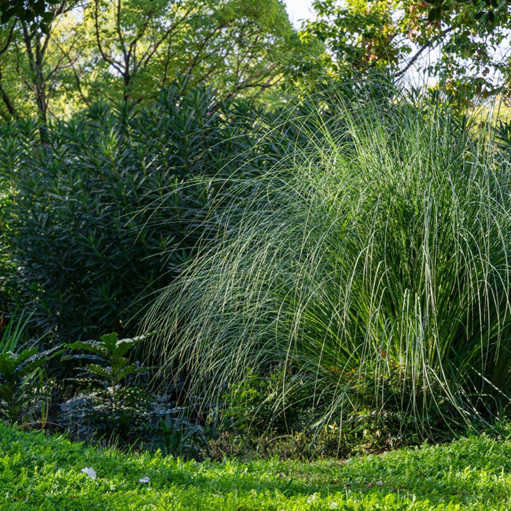 Miscanthus sinensis Gracillimus - Eulalie - Volume 3L / 40-60cm
