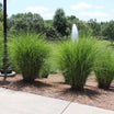 Miscanthus sinensis Gracillimus - Eulalie - Volume 3L / 40-60cm