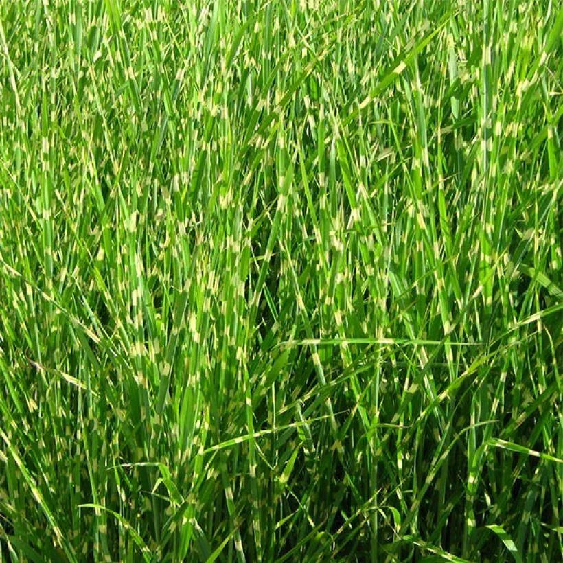 Miscanthus sinensis Strictus - Eulalie - Volume 3L / 30-50cm