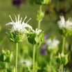 Monarda Schneewittchen - Bergamote - Volume 3L / 20-30cm