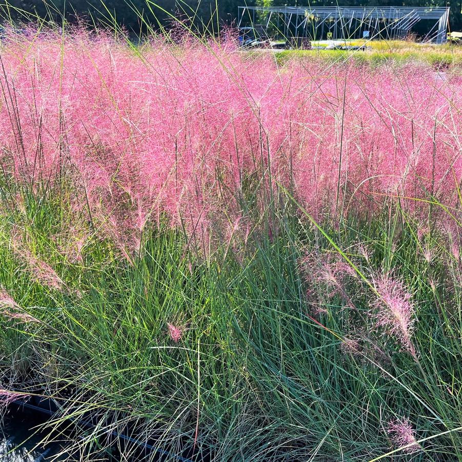 Muhlenbergia capillaris - Volume 3L / 40-60cm