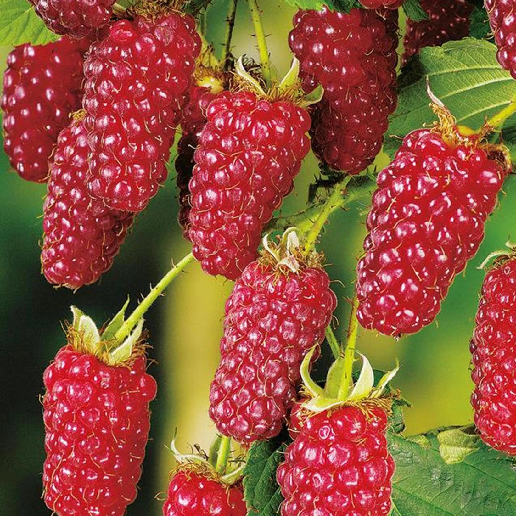 Rubus 'Buckingham' Tayberry - Volume 3L / 40-60cm