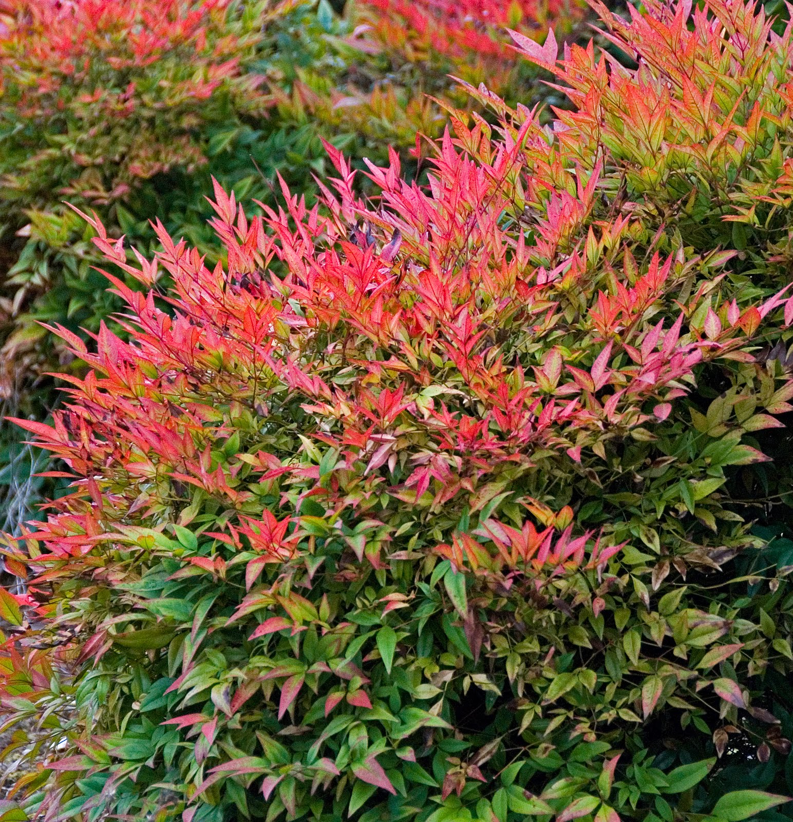 Nandina Domestica Gulf stream - Volume 3L / 40-60cm