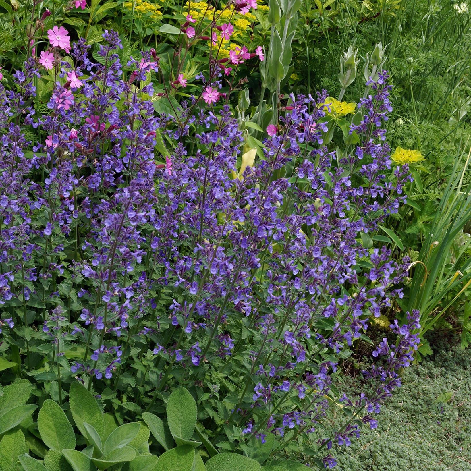 Nepeta x Faassenii Junior Walker - Volume 3L / 20-40cm