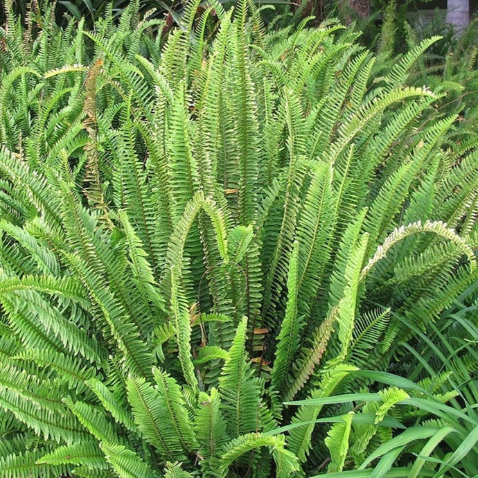 Nephrolepis Cordifolia - Fougère de Boston Rustique